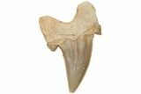Fossil Shark Tooth (Otodus) - Morocco #211896-1